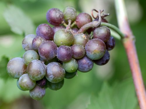 Vynuogės, Vaisiai, Raudona, Vynuogių Auginimas, Nesubrendusio