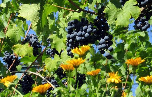 Vynuogės, Mėlynas, Vynas, Maistas, Gerti, Vynuogynai, Krūmas, Augalas, Vynuogių, Mėlynos Vynuogės, Vaisiai, Auginimas, Vynuogių Auginimas, Gamta