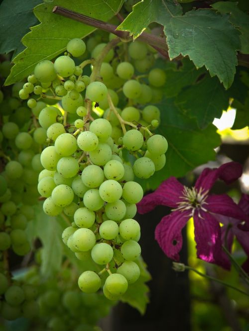 Vynuogių, Vynuogės, Stalo Vynuogės, Vynmedis, Vynuogių Atsargos, Vynuogių Auginimas, Vynas, Žalias, Vaisiai