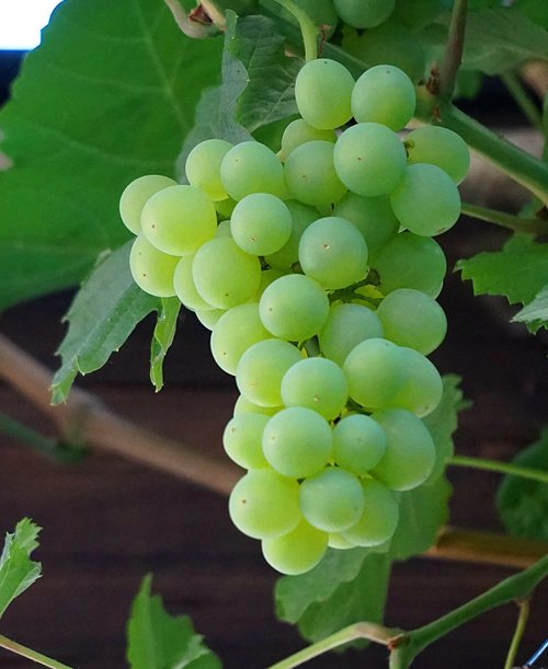 Vynuogių,  Vynuogių Brandinimas,  Vynuogės Auginamos,  Valgomųjų Vynuogių,  Gamta