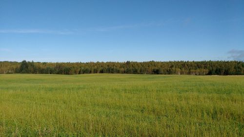 Žolė, Medžiai, Dangus, Gamta, Kraštovaizdis, Mėlynas, Žalias