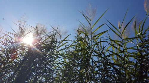 Žolė, Saulės Šviesa, Banga, Mėlynas Dangus