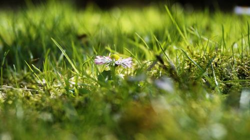 Žolė, Daisy, Vasara, Žalias, Pieva, Makro