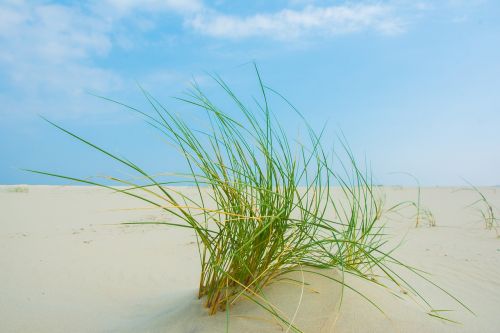 Žolė, Borkum, Papludimys