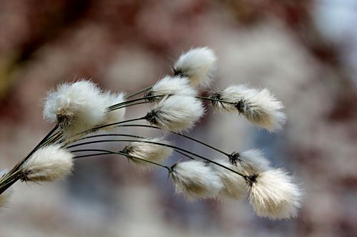 Žolė, Cottongrass, Medvilnės Gėlė, Ypatingophorum, Kiauras, Pavasaris