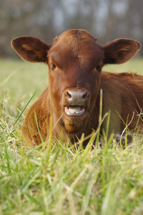 Žolė,  Gyvūnas,  Hayfield,  Karvė,  Ūkis,  Be Honoraro Mokesčio