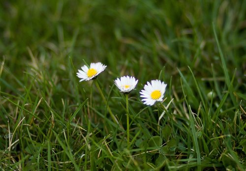 Žolė,  Pobūdį,  Meadow,  Augalas