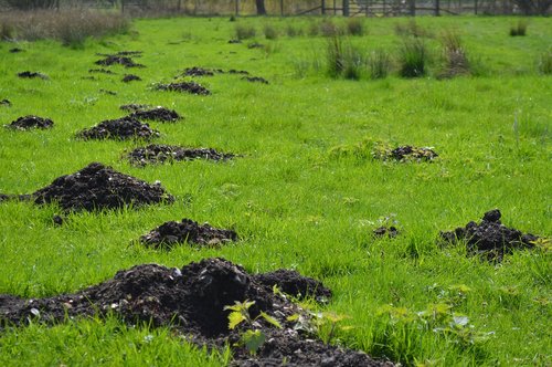 Žolė,  Pobūdį,  Kraštovaizdis,  Floros,  Medis,  Didelės Akys,  Piliakalniai,  Natūralus,  Meadow,  Pavasaris,  Kaimas