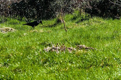 Žolė,  Pobūdį,  Meadow,  Augalas