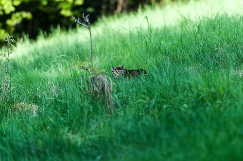 Žolė,  Pobūdį,  Meadow,  Vasara,  Laukas,  Katė