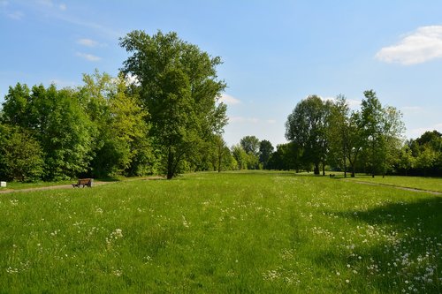 Žolė,  Pobūdį,  Kraštovaizdis,  Medis