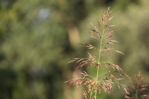 Žolė,  Pobūdį,  Meadow,  Žalias,  Vasara,  Lauke,  Vakare,  Abendstimmung