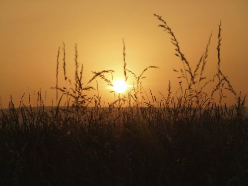 Žolė, Saulė, Gamta, Vasara, Saulėlydis, Abendstimmung