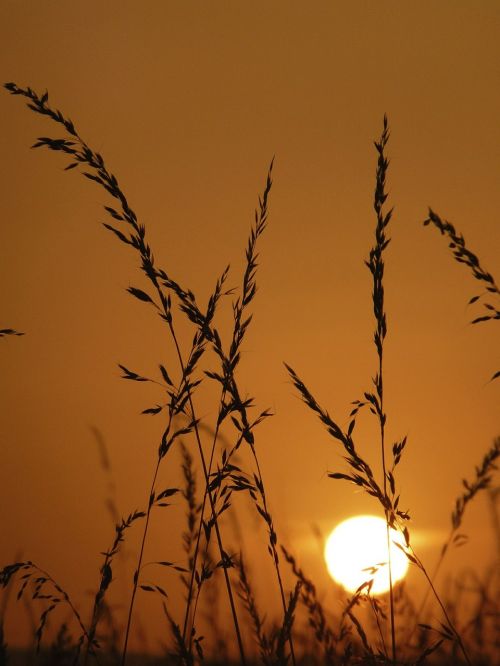 Žolė, Saulė, Gamta, Vasara, Saulėlydis, Abendstimmung