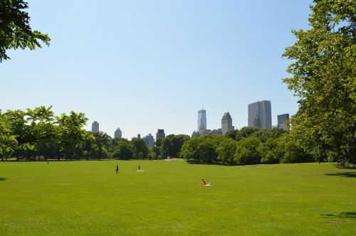 Žolė, Centrinis Parkas, Parkas, Niujorkas