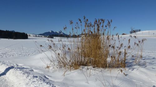 Žolė, Nendrė, Bavarija, Allgäu, Mėlynas Dangus, Sniegas, Panorama