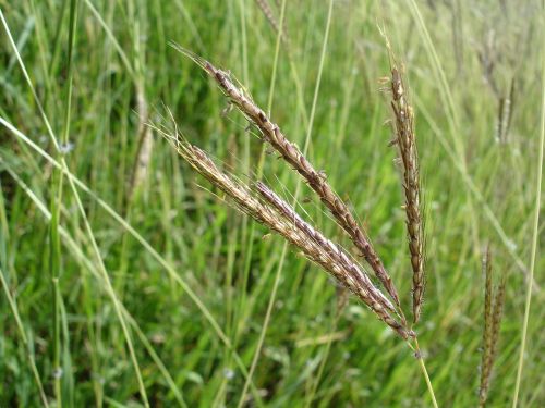 Žolė, Stiebas, Žalias, Priartinti, Priekinio Plano, Stiebai, Augalas, Grūdai, Plantacija, Laukai, Grūdai, Šiaudai, Kraštovaizdis, Pasėliai, Žemdirbystė, Gamta, Vasaros Pabaiga, Lapai, Šienas