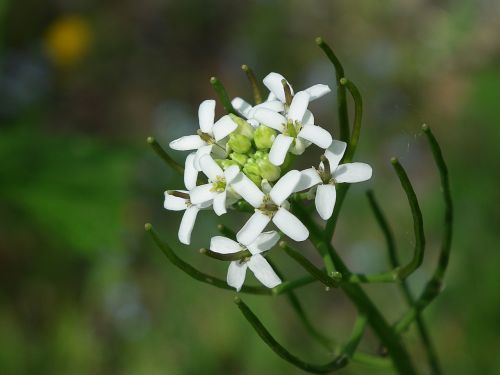 Žole Gėlė, Makro, Flora, Balta, Laukinės Gėlės