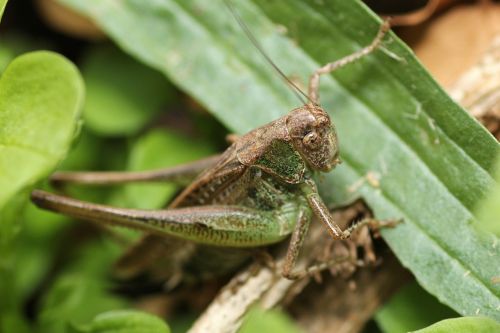 Žiogas, Kamufliažas, Žalias, Uždaryti, Vabzdys, Viridissima, Makro, Migruojanti Saldžiavaisio Sode, Gamta, Grotelės, Padaras, Cicada, Lauke, Augalas, Kraštovaizdis, Lapai