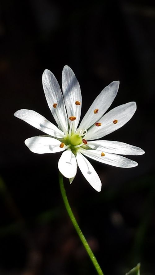 Grässtjärnblomma, Vasara, Gėlė, Pavasaris, Augalas, Gamta