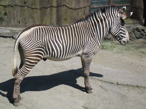 Padažas Zebra Vyrai, Zebra, Žinduolis, Tama Gyvūnų Parkas, Biome Savana, Savana, Žinduoliai, Zoologijos Sodas