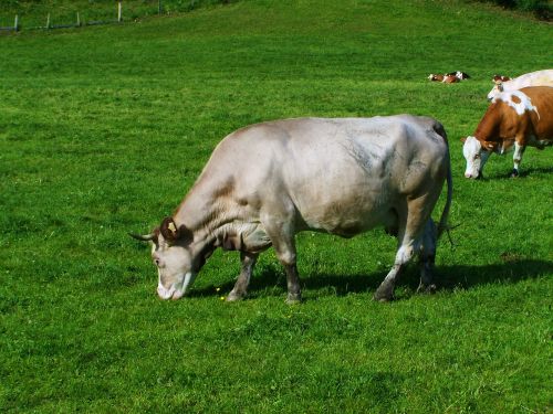 Pilka Karvė, Žalios Ganyklos, Galvijai