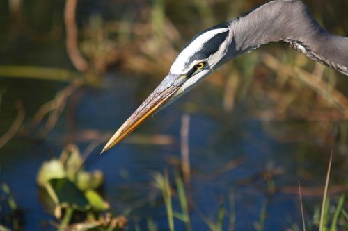 Didelis Mėlynas Garnys, Paukštis, Portretas, Galva, Pelkės, Laukinė Gamta, Gamta, Everglades, Makro, Laukiniai