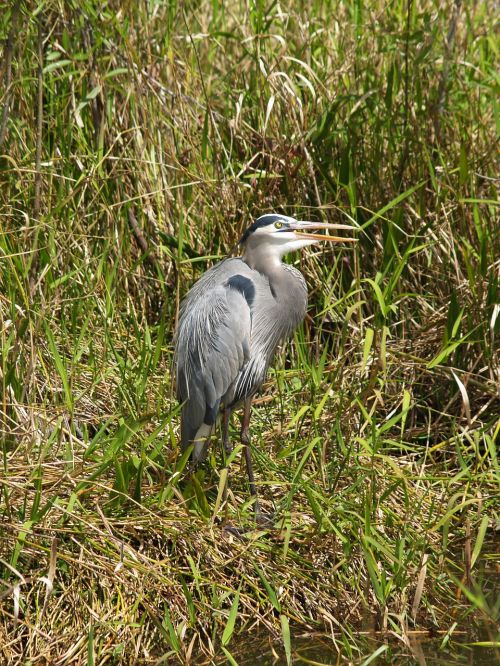 Nepilnametis Didžioji Mėlynoji Heronė, Paukštis, Laukinė Gamta, Everglades, Pelkė, Florida, Žvejyba, Pelkė, Pelkės, Ardea Herodias