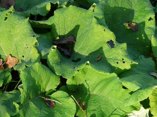 Puikus Barakas, Lapai, Didelis, Žalias, Ruduo, Arctium Lappa, Žydėjimas, Kompozitai, Asteraceae, Vaistinis Augalas, Liaudies Vaistų Augalas