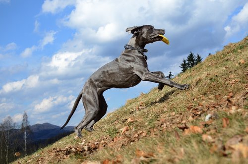 Great Dane,  Bėk I Kalnus