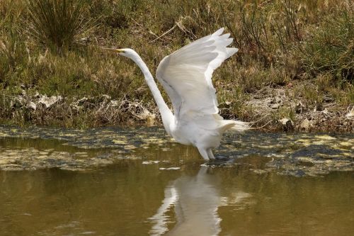 Didžioji Egret, Paukštis, Laukinė Gamta, Skraidantis, Gamta, Vanduo, Vandens Paukštis, Lauke, Plunksnos, Pelkė, Kaklas, Grakštus, Skrydis, Snapas, Sparnai