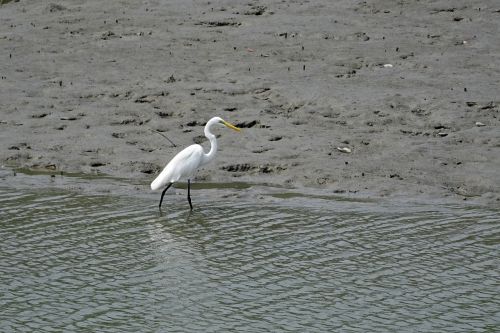 Didžioji Egret, Paukštis, Sundarbans, Pelkė, Miškas, Upė, Ramsar Svetainė, Unesco, Pasaulinis Paveldas, Indija