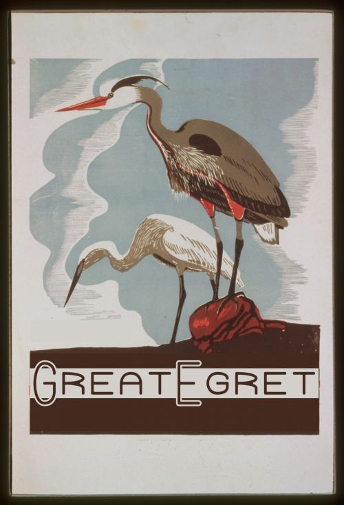 Vintage,  Egret,  Plakatas,  Senas,  Paukščiai,  Puiku Egret