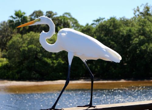 Didžioji Egret, Vandens Paukštis, Florida, Costa, Ardea Alba, Meksikos Įlanka