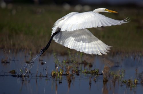 Didžioji Egret, Skrydis, Ardea Alba, Wader, Paukščiai, Llanos, Venezuela, Fauna, Gyvūnas