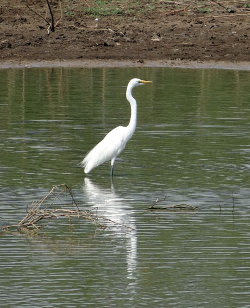 Didžioji Egret,  Ardea Alba,  Egret,  Paukštis,  Wader,  Vada,  Fauna,  Maitinimas,  Karnataka,  Indija