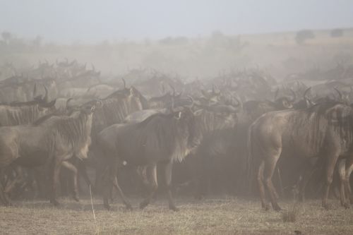 Puiki Migracija, Afrika, Safari, Serengeti, Wildebeest, Migracija, Gyvūnas