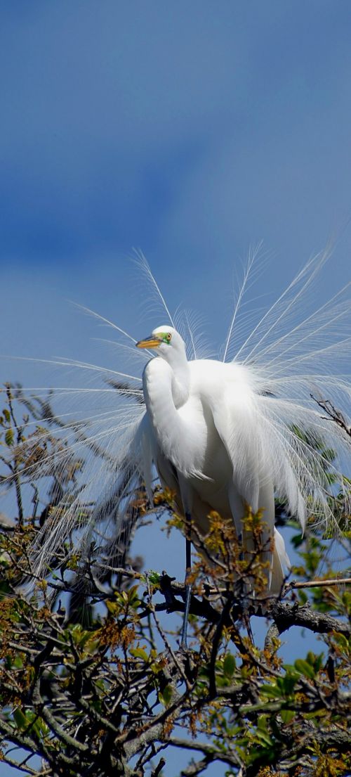 Balta,  Egret,  Paukštis,  Gamta,  Laukinė Gamta,  Vanduo,  Heronas,  Laukiniai,  Snapas,  Paukštis,  Gyvūnas,  Tvenkinys,  Ežeras,  Plunksna,  Pelkės,  Paukščiai,  Ardea,  Sąskaitą,  Skrydis,  Dykuma,  Kaklas,  Malonė,  Florida,  Skraidantis,  Aplinka,  Krantas,  Dangus,  Vandens Paukštis,  Albus,  Gražus,  Sparnas,  Didžioji Balta Egret