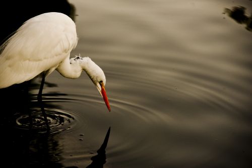Egret,  Paukštis,  Balta,  Puiku,  Dusk,  Laukinė Gamta,  Didelis,  Didžioji Baltoji Egret Žvejyba