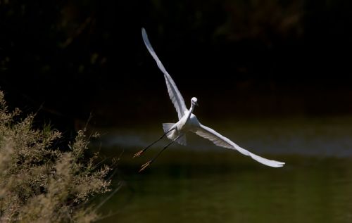 Puikus & Nbsp,  Egret,  Vandens Paukščiai,  Paukštis,  Didelis,  Heronas,  Plumėjimas,  Dykuma,  Portretas,  Tapetai,  Fonas,  Viešasis & Nbsp,  Domenas,  Balta,  Šlapynes,  Casmerodius & Nbsp,  Albus,  Skraidantis,  Didėjantis,  Skrydis,  Puiku