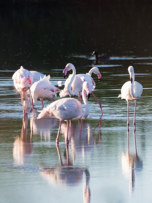 Didesni Flamingos,  Flamingo,  Paukščiai,  Rožinis,  Gamta,  Gyvūnai,  Flamingos,  Vanduo,  Laukinė Gamta,  Snapas,  Laukiniai,  Ežeras,  Egzotiškas,  Plunksna,  Atogrąžų,  Afrika,  Raudona,  Parkas,  Tvenkinys,  Plunksnos,  Kaklas,  Balta,  Fauna,  Paukštis,  Be Honoraro Mokesčio