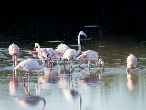 Didesni Flamingos,  Flamingo,  Paukščiai,  Paukštis,  Apmąstymai,  Rožinis,  Gamta,  Vanduo,  Gyvūnai,  Flamingos,  Ežeras,  Laukinė Gamta,  Afrika,  Laukiniai,  Balta,  Snapas,  Parkas,  Raudona,  Grupė,  Egzotiškas,  Plunksna,  Flock,  Plunksnos,  Fauna,  Afrikos,  Be Honoraro Mokesčio