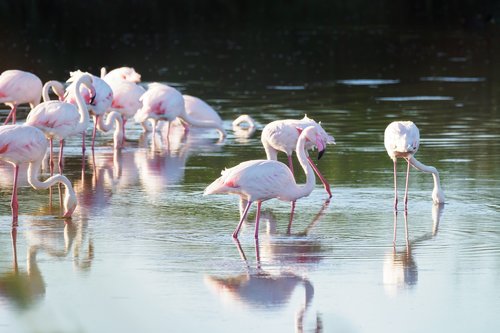 Didysis Flamingas,  Flamingo,  Paukščiai,  Rožinis,  Pobūdį,  Vandens,  Gyvūnai,  Ežeras,  Flamingai,  Gyvūnijos,  Laukinių,  Snapas,  Baltos Spalvos,  Raudona,  Afrikoje,  Egzotiškas,  Gražus,  Tvenkinys,  Atspindžiai,  Plunksna,  Gamtos Rezervatas,  Kaklo,  Pulko,  Tropinis