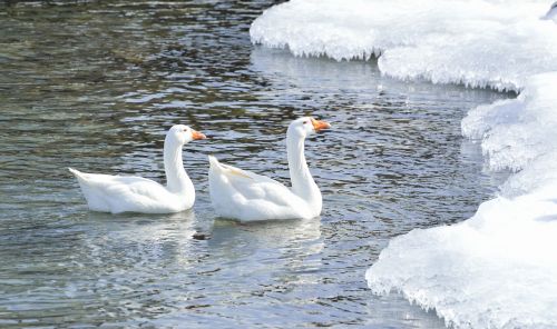 Didesnis Sniego Žąsis, Paukščiai, Žiema, Gamta, Laukinė Gamta, Ledinis Vanduo