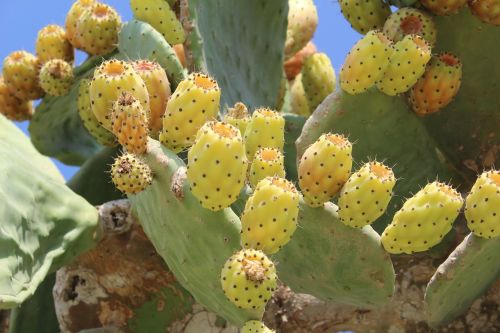 Kaktusas, Graikija, Rodo Sala, Vasara