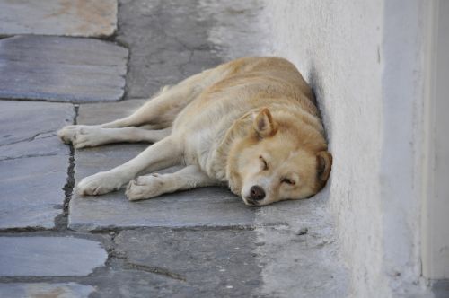 Graikija, Šuo Miego Pavargęs, Karštas, Santorini