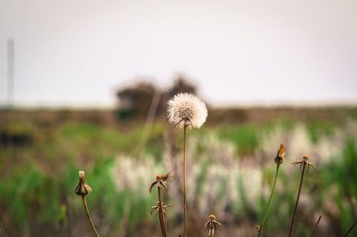 Graikija, Gamta, Gėlė, Kiaulpienė