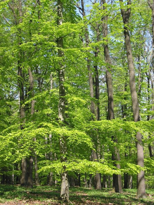Žalias, Portretas, Medžiai, Lainzer Tiergarten, Nuotaika
