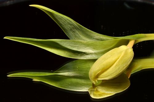 Žalias, Tulpė, Gėlė