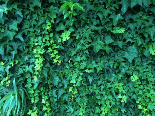 Žalias, Midori, Ivy Vynuogynas, Aloe, Tvora, Siena, Otsu Miestas, Yokosuka, Japonija